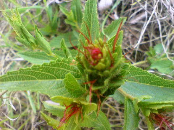 Female Plant: Photographed by Annette Raaf, Hartebeestfontein Conservancy